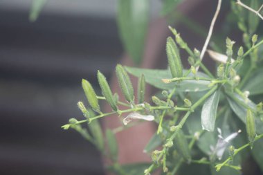 Sabah yılan otu bitkisinin yakın çekimi.