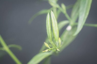 Sabah yılan otu bitkisinin yakın çekimi.