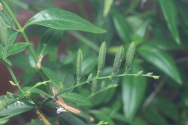 Sabah yılan otu bitkisinin yakın çekimi.