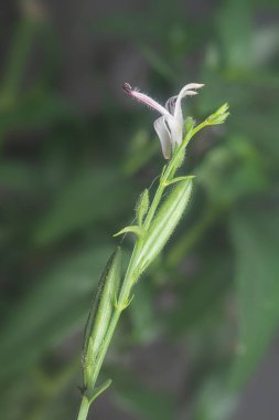 Sabah yılan otu bitkisinin yakın çekimi.