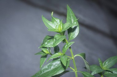 Sabah yılan otu bitkisinin yakın çekimi.