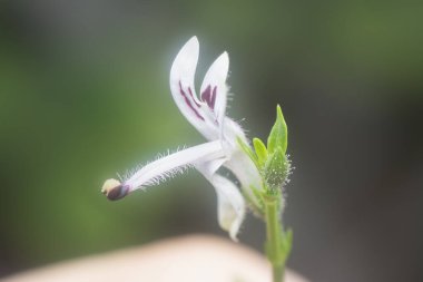Sabah yılan otu bitkisinin yakın çekimi.