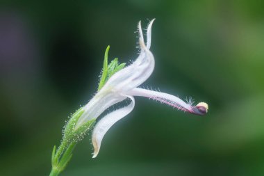 Sabah yılan otu bitkisinin yakın çekimi.