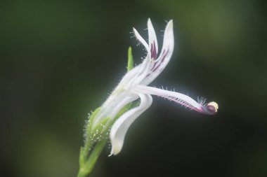 Sabah yılan otu bitkisinin yakın çekimi.