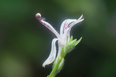 Sabah yılan otu bitkisinin yakın çekimi.