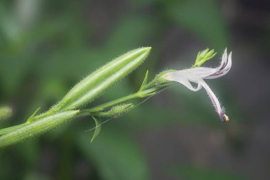 Sabah yılan otu bitkisinin yakın çekimi.