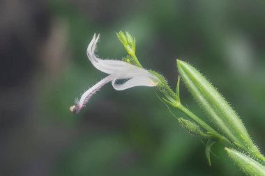 Sabah yılan otu bitkisinin yakın çekimi.