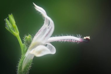 Sabah yılan otu bitkisinin yakın çekimi.