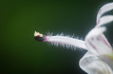 Sabah yılan otu bitkisinin yakın çekimi.