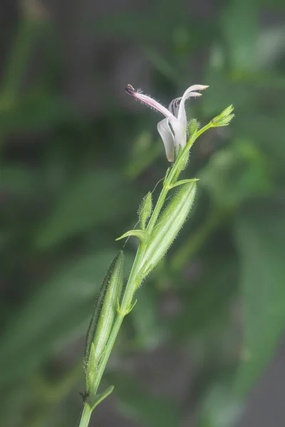 Close Shot Sabah Snake Grass Plant — Stockfoto