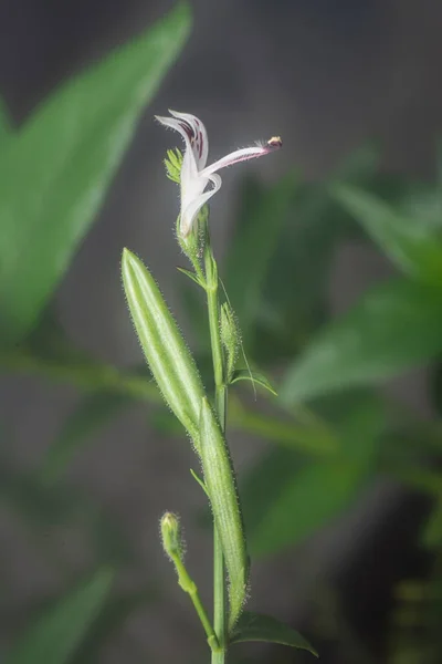 Close Shot Sabah Snake Grass Plant — Stockfoto