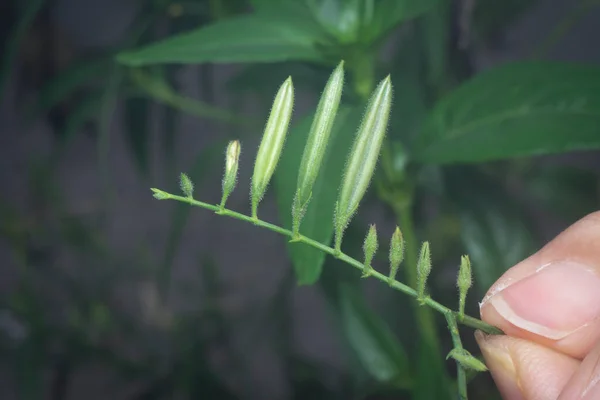 Tiro Cerca Planta Hierba Serpiente Sabah — Foto de Stock