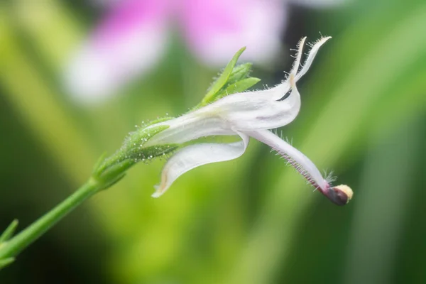 Close Shot Sabah Snake Grass Plant — Stock Photo, Image