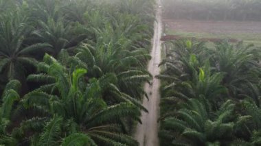 Sabahın erken saatlerinde kırsal çakıl yolundan aşağıya bakan hava manzarası..