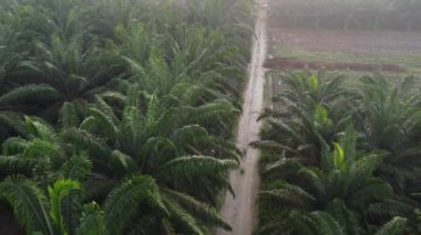 Sabahın erken saatlerinde kırsal çakıl yolundan aşağıya bakan hava manzarası..