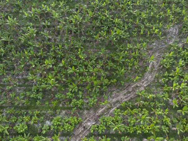 Cena Aérea Torno Fazenda Banana — Fotografia de Stock