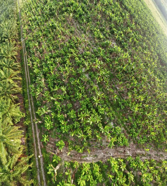 Scena Powietrzna Wokół Farmy Bananów — Zdjęcie stockowe