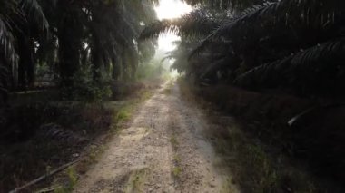 Karanlık sisli sabah kumlu yolda yürürken 