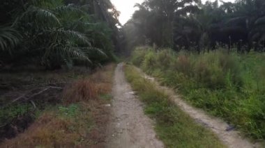 Karanlık sisli sabah kumlu yolda yürürken 