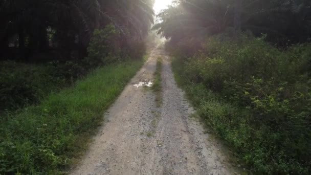Walking Dark Foggy Morning Sandy Pathway — Stock Video