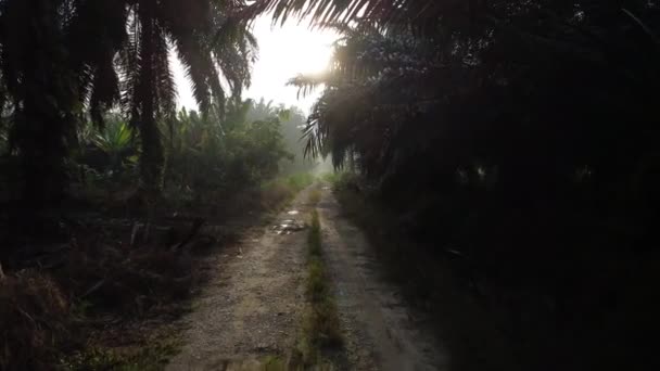 Marche Dans Brouillard Sombre Matin Chemin Sablonneux — Video