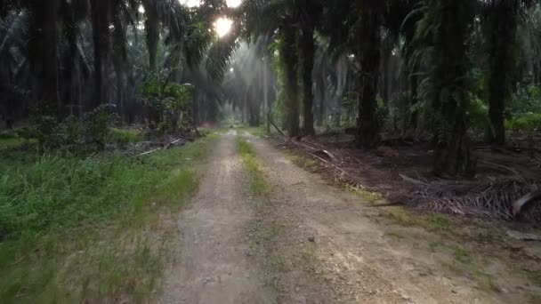 Walking Dark Foggy Morning Sandy Pathway — 비디오