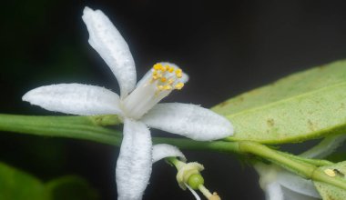 Limonlu floranın yakın çekimi.