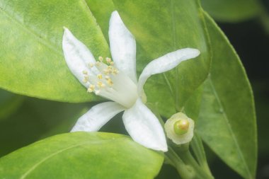 Limonlu floranın yakın çekimi.