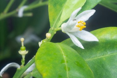 Limonlu floranın yakın çekimi.