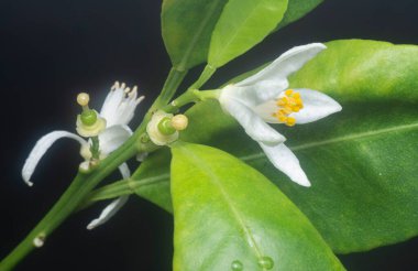 Limonlu floranın yakın çekimi.