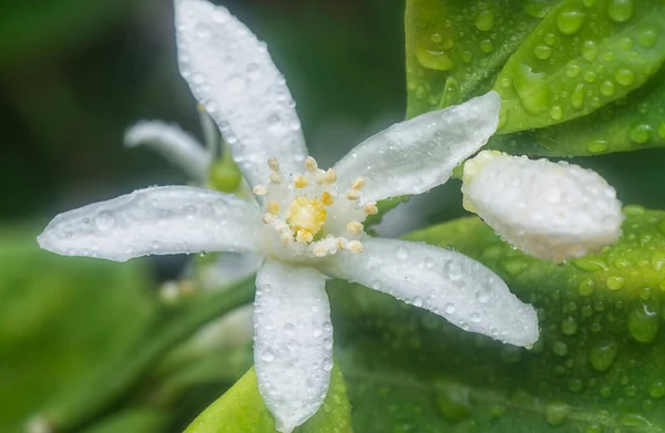 Close Shot Lime Flora — Photo