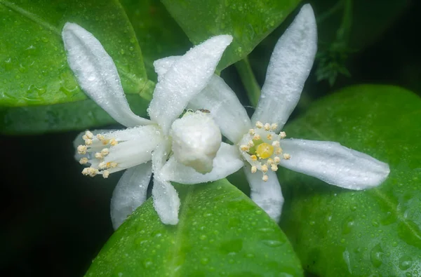 Close Shot Van Lindeflora — Stockfoto