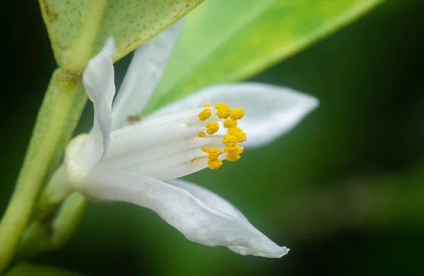 Close Shot Lime Flora — Foto de Stock