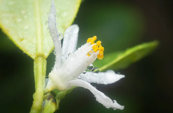 Close Shot Lime Flora — Foto de Stock