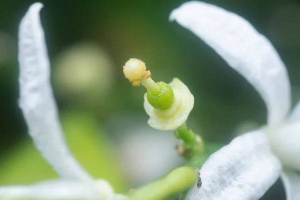Close Shot Lime Flora — Stockfoto