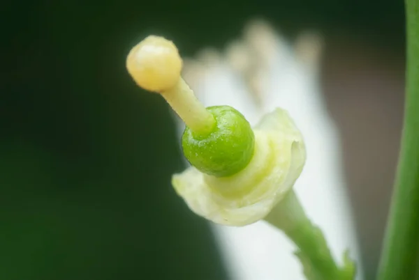 Close Shot Lime Flora — Stock Photo, Image