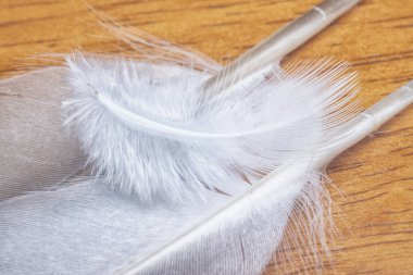 close shot of an unknown bird feather.