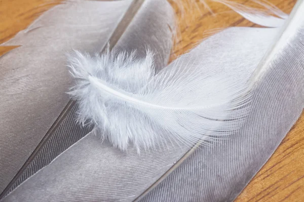 Close Shot Unknown Bird Feather — Stock Photo, Image