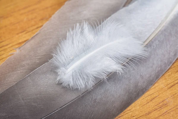 Close Shot Unknown Bird Feather — Stock Photo, Image