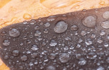 Bilinmeyen ıslak kuş tüyüyle yakın plan..