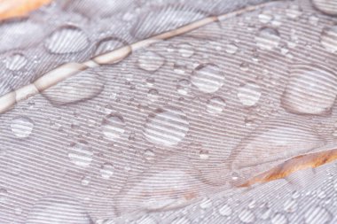 Bilinmeyen ıslak kuş tüyüyle yakın plan..