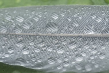 Bilinmeyen ıslak kuş tüyüyle yakın plan..