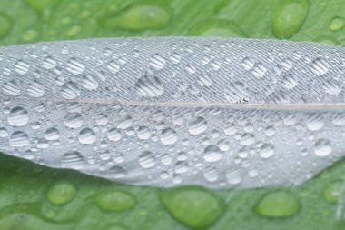 Bilinmeyen ıslak kuş tüyüyle yakın plan..