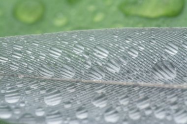 Bilinmeyen ıslak kuş tüyüyle yakın plan..