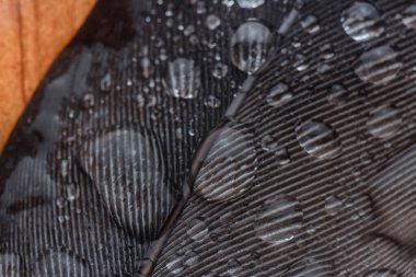 Bilinmeyen ıslak kuş tüyüyle yakın plan..