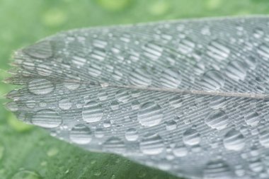 Bilinmeyen ıslak kuş tüyüyle yakın plan..