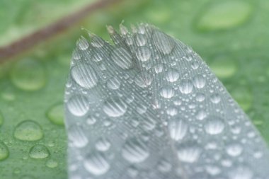 Bilinmeyen ıslak kuş tüyüyle yakın plan..