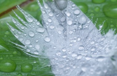 Bilinmeyen ıslak kuş tüyüyle yakın plan..