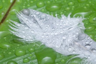 Bilinmeyen ıslak kuş tüyüyle yakın plan..