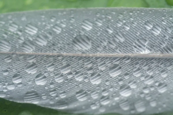 Bilinmeyen ıslak kuş tüyüyle yakın plan..